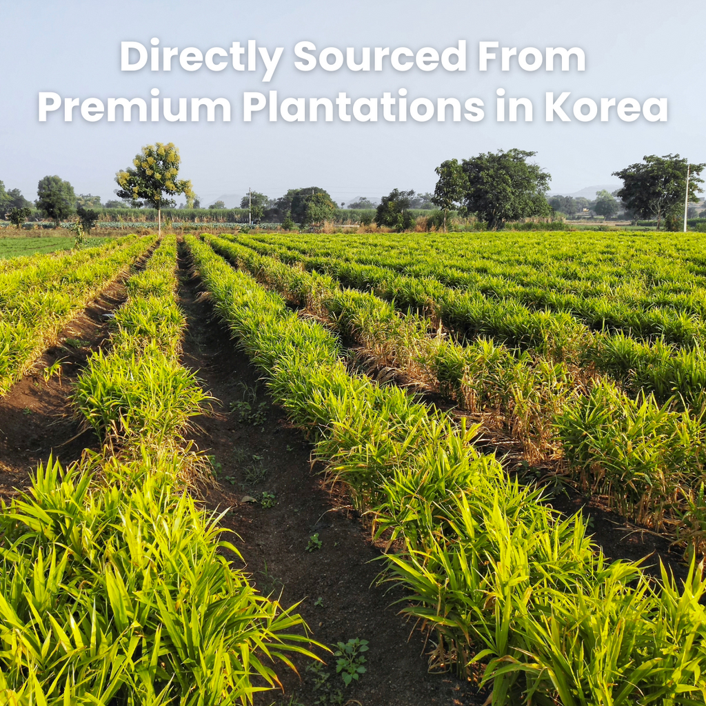 [Unha's Asian Snack Box] Korean Honey Ginger Tea 35.2 OZ – Premium Sliced Ginger with Real Honey