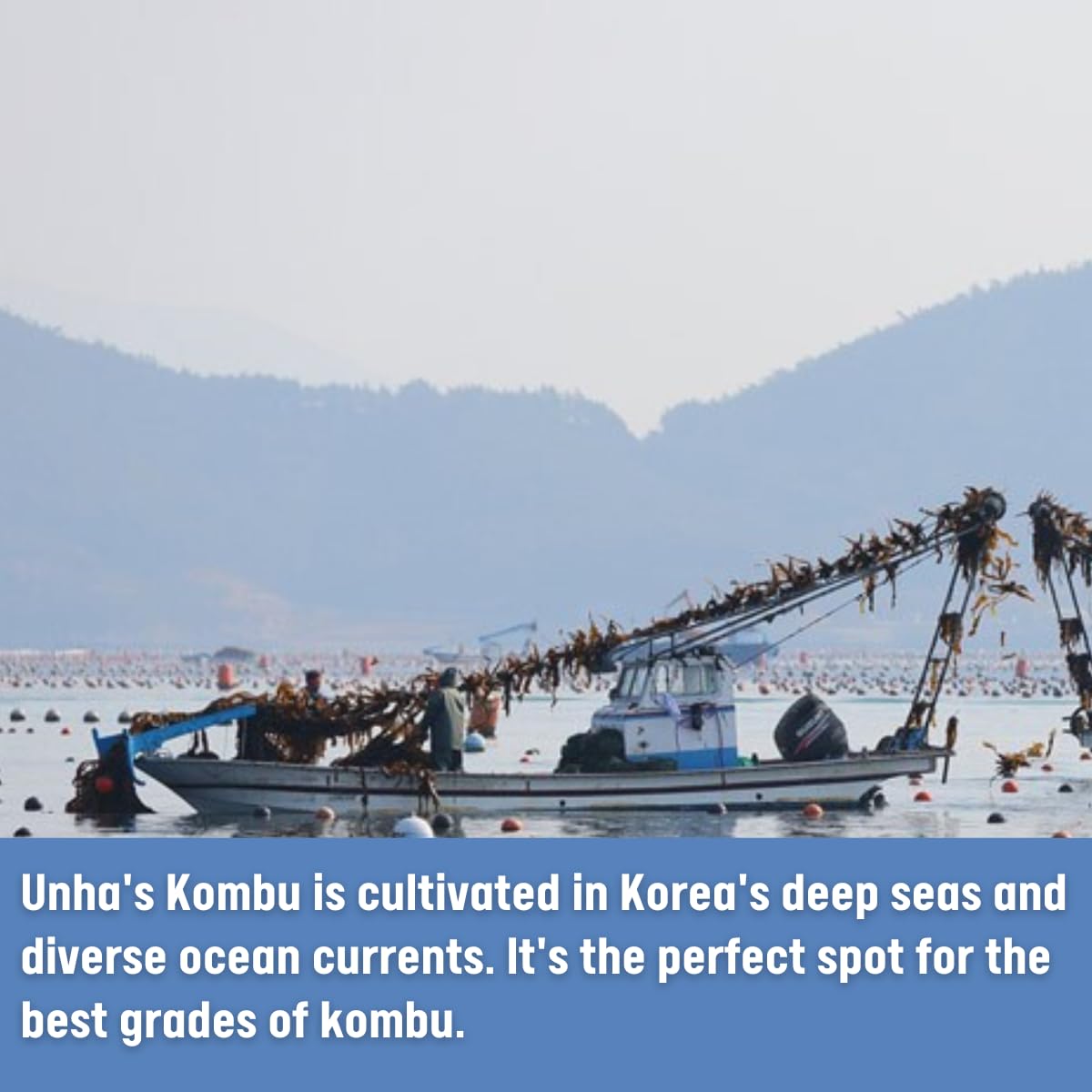 [Unha's Asian Snack Box] Korean Wild Kombu, Dried Kelp 3.52oz - Product of Korea